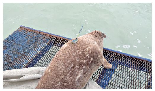 Каспий итбалығы  (Теңіз сүтқоректілерін қорғауға түбегейлі бетбұрыс)