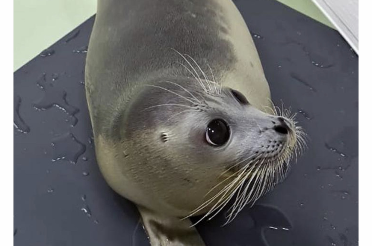 Каспий итбалығының құтқарылған төлі теңізге жіберілді