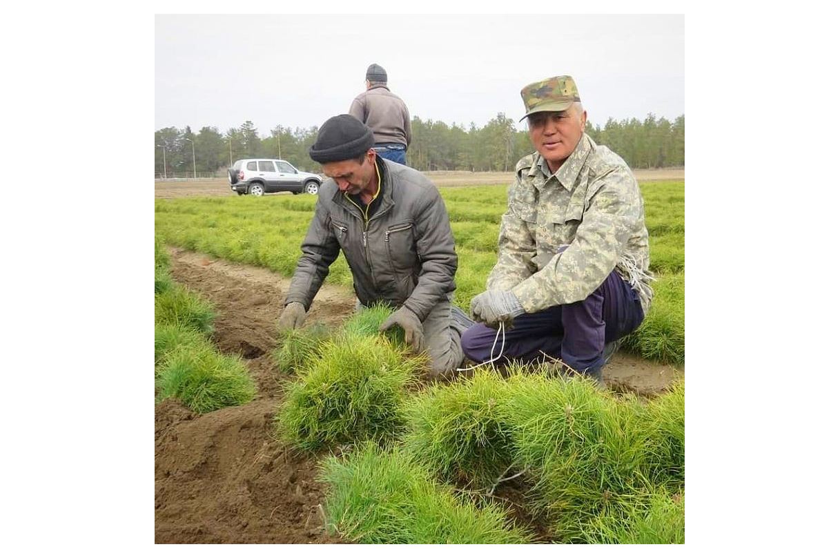 Қарағайдың өскіндері отырғызылады