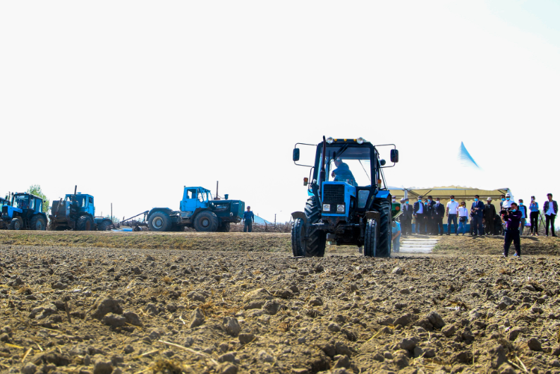 Қызылордада күрішті көшеттеп егу қолға алынды