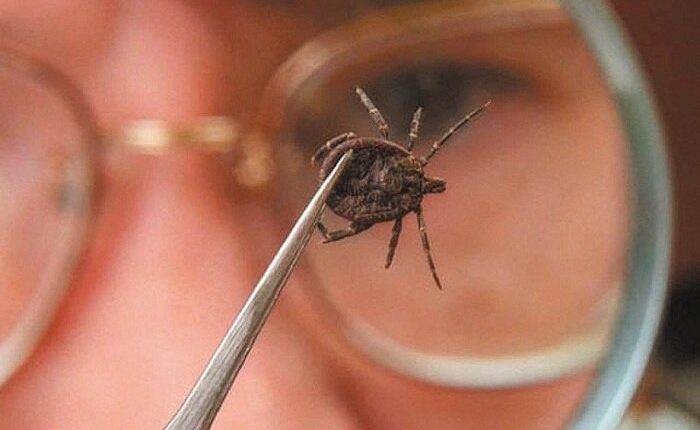 Жамбыл облысында кенеден зардап шеккендер көбеюде