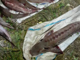 Ертісте 3,4 миллион теңгеге балық аулаған браконьер ұсталды