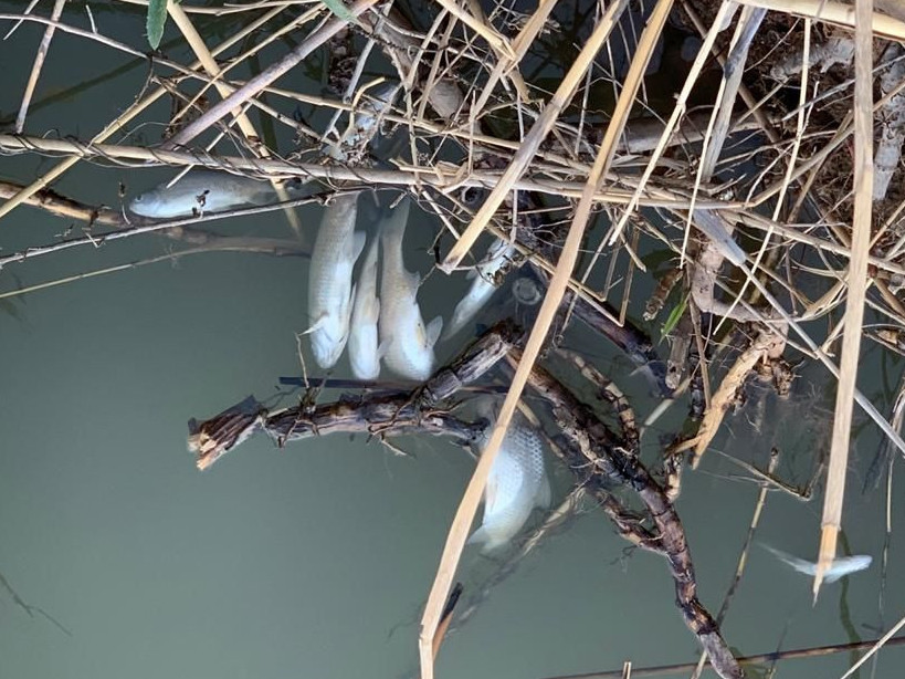 Атырауда каналдағы балық неден қырылған?