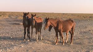 Ауыл шаруашылығы министрлігі үндеу жасады
