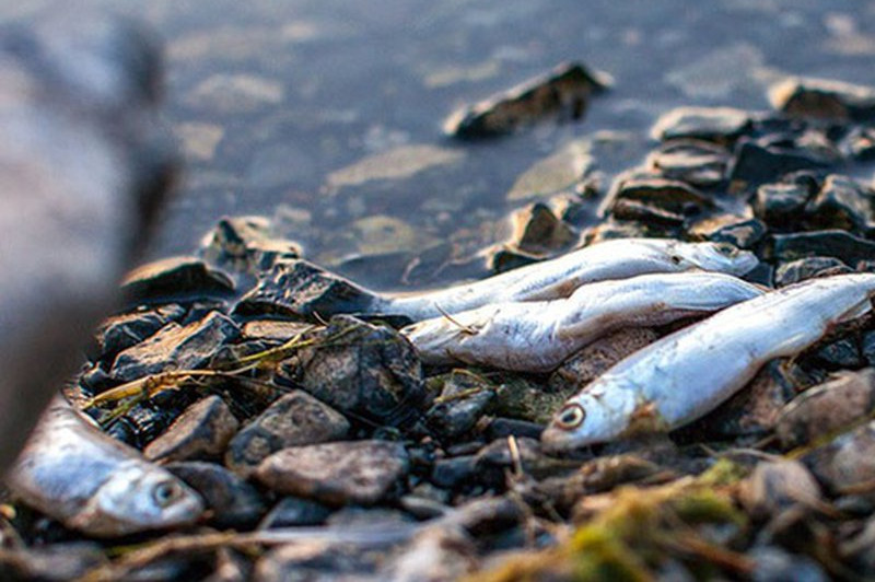 Атыраудағы Байшақа өзегінде балық қырылды