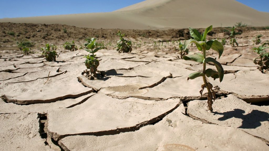 Фермерлерге қуаңшылықтан сақтандыру төлемдері беріліп жатыр - АШМ