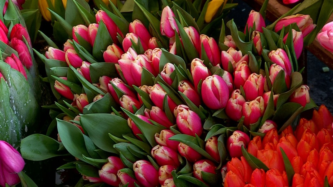 Нұр-Сұлтанда тегін гүл таратқан дүкен иесі жауапқа тартылады