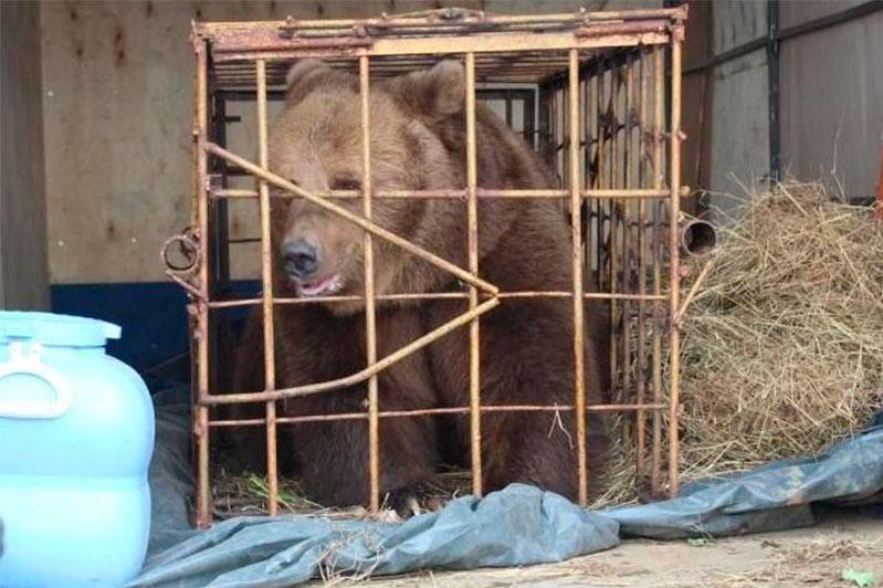 Қостанайда 5 жасар қызды аю тістеп алды