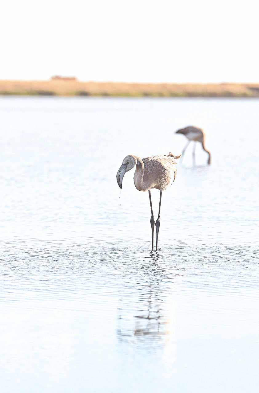 Аққу ұшып, қоқиқаз қонған  Талдыкөл тағдыры қалай шешіледі?