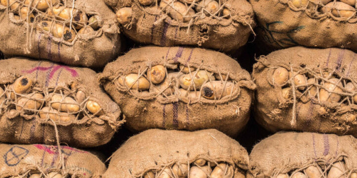 Картоп өсірушілердің қарқыны жоғары