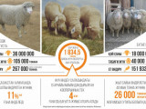 Қой шаруашылығы: Мүмкіндіктер мен кедергілер