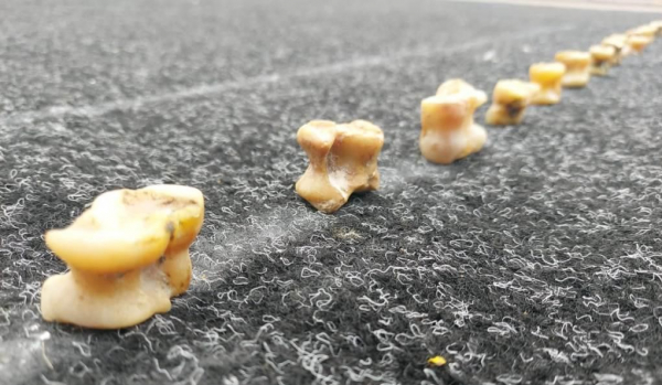 Асық атудан спорт шебері атағы берілетін болды