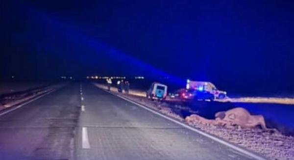 Маңғыстау облысында түйе қаққан көлік жолаушысы көз жұмды