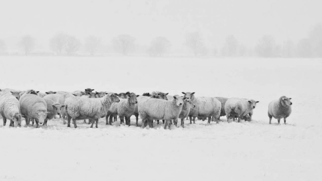 ШҚО-да үш шопан жоғалып кетті