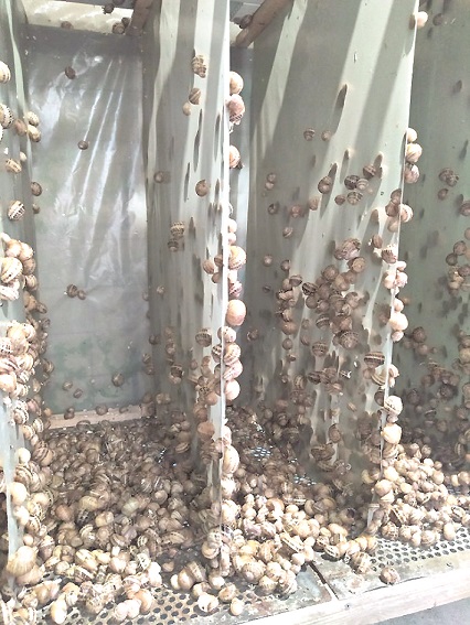 Ұлу фермасы ашылды