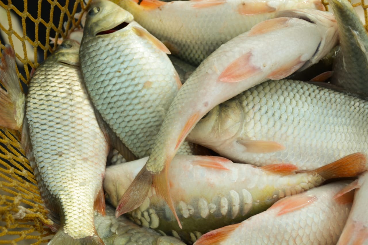 Балық шаруашылығын дамытудың 10 жылдық бағдарламасы бекітілді