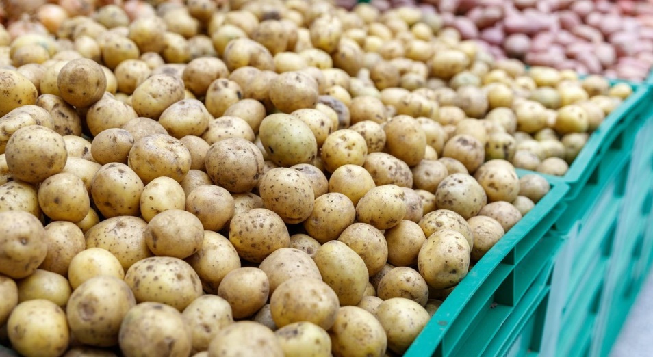 Қазақстанда картоп экспортына тыйым салынды