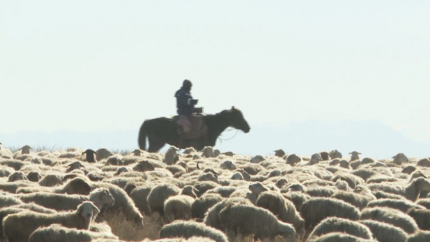 Болмысы бөлек Вова
