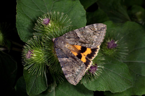 Жәндіктің жаңа түрі