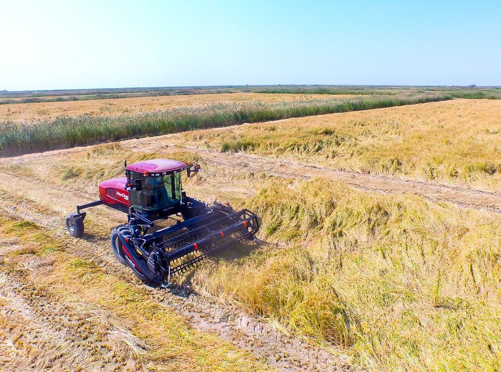 Күріш өнімін арттыру жайы сөз болды