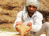 Үндістан бидай экспортына тыйым салды