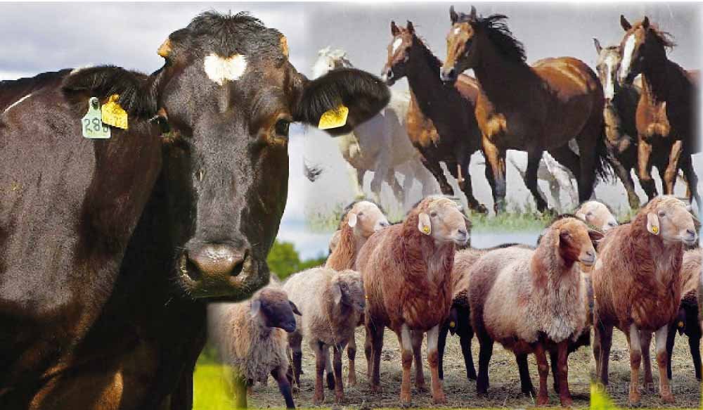 Малды асылдандыруға асығады