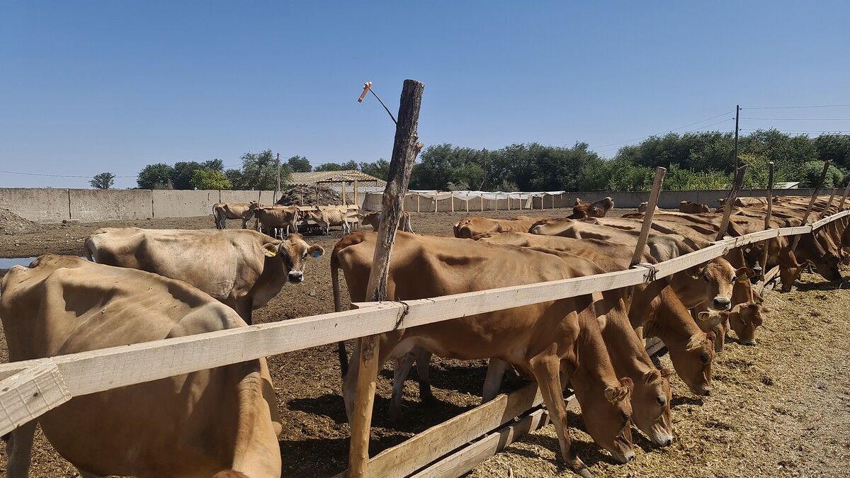 Ыңыршағы айналған сиырлар