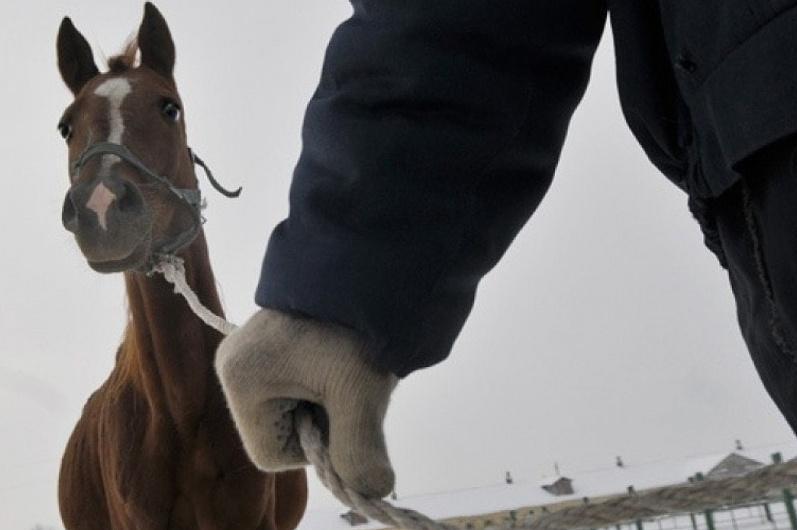 Атырауда иелігіндегі малды қараусыз жібергендерге 790 хаттама толтырылды