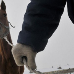 Атырауда иелігіндегі малды қараусыз жібергендерге 790 хаттама толтырылды