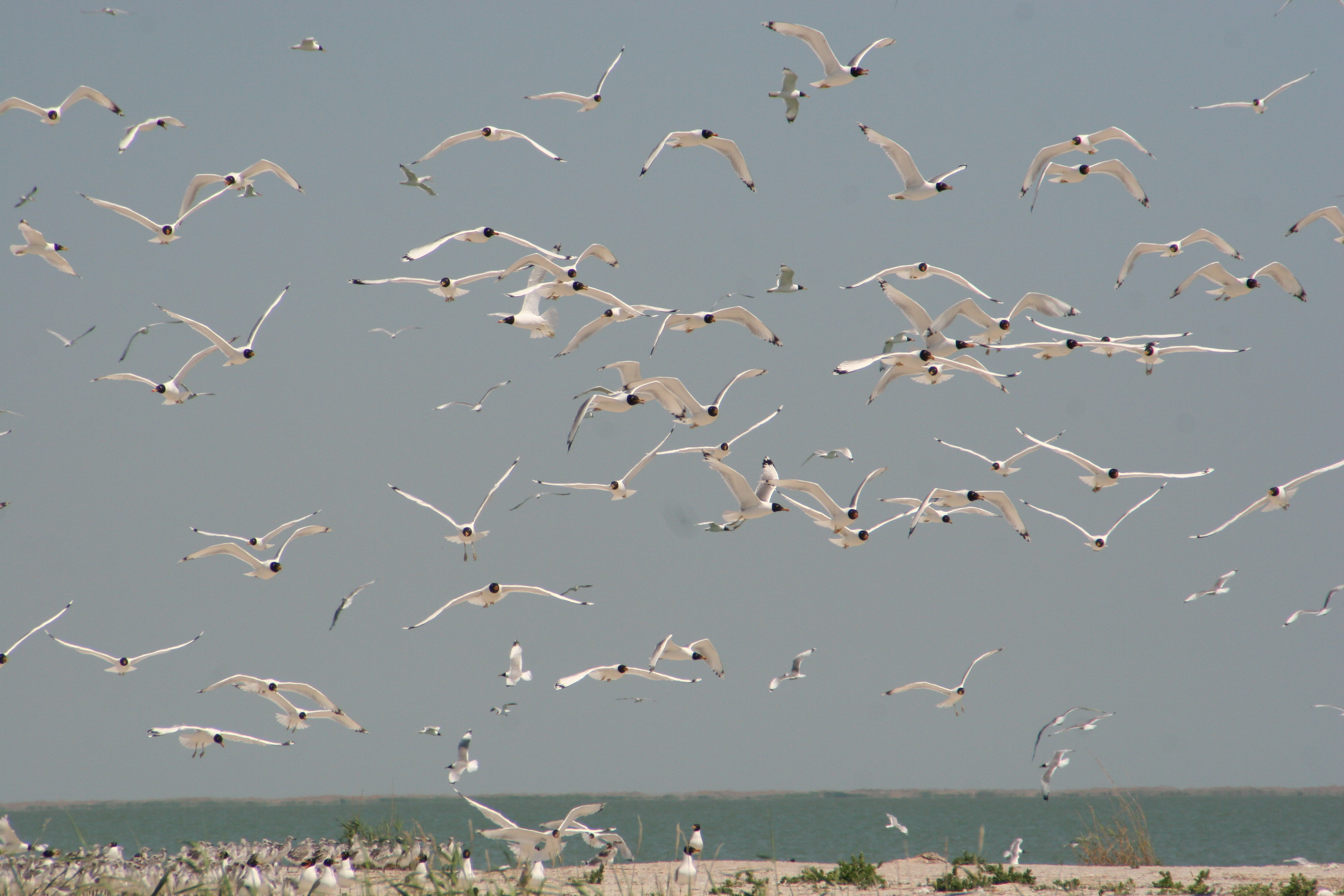 Құс базарын тарқатпаған қорық