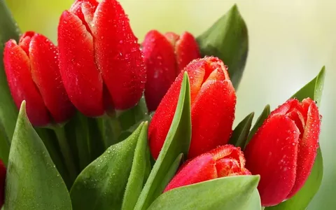 Биыл елімізге 46,1 миллион долларға гүл әкелінді