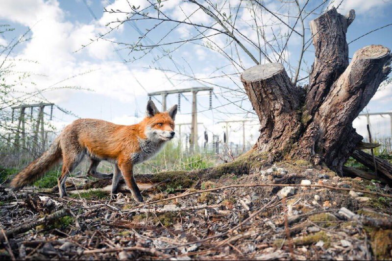 British Wildlife Photography Awards 2023 байқауының үздік суреттері жарияланды