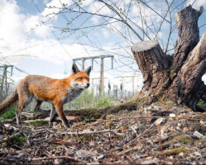 British Wildlife Photography Awards 2023 байқауының үздік суреттері жарияланды