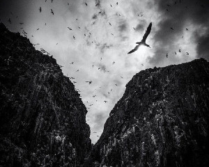 British Wildlife Photography Awards 2023 байқауының үздік суреттері жарияланды
