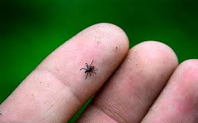 Кенеден келер кесел көп