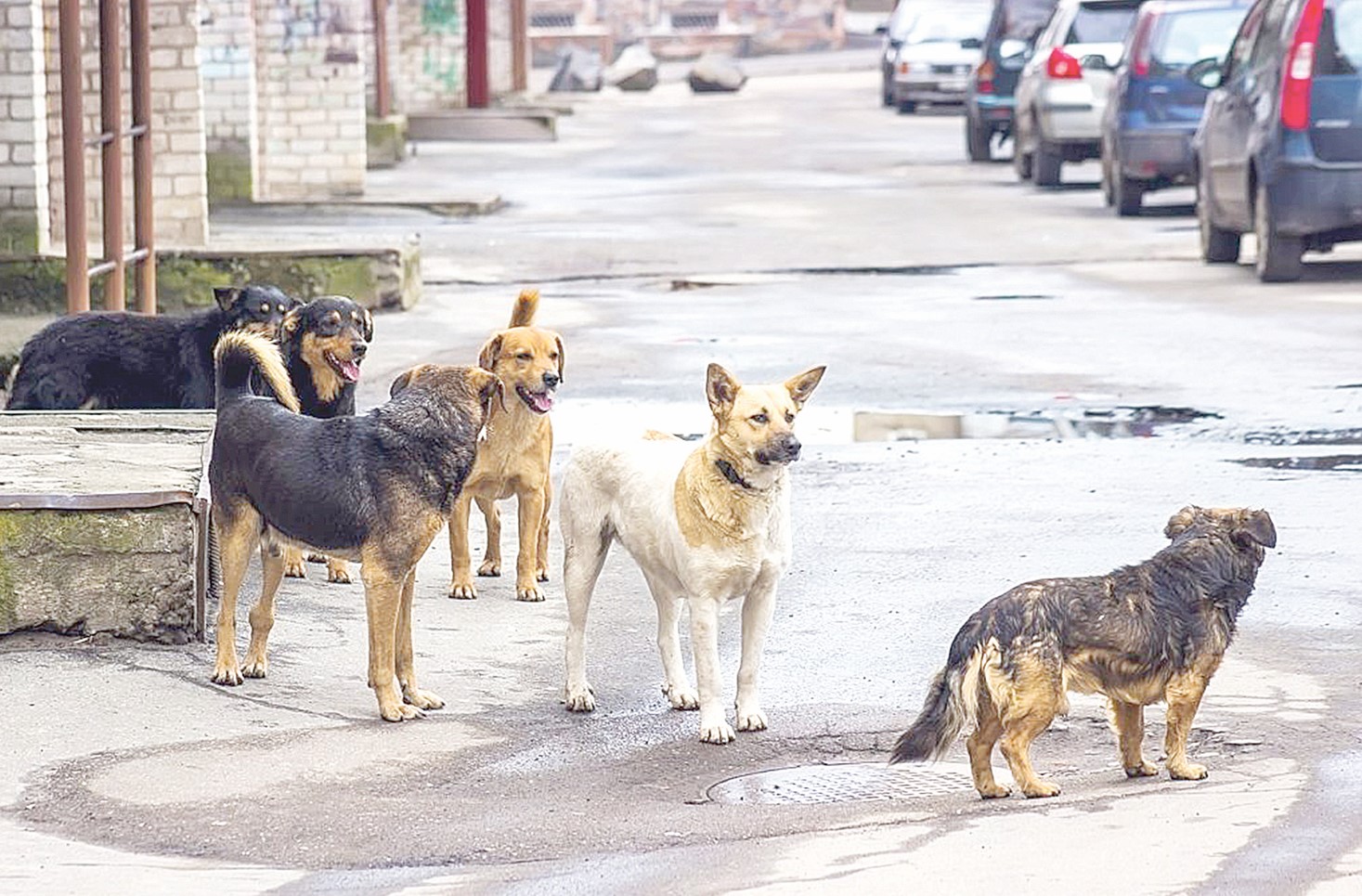 Итті залалсыздандыруға қанша қаржы бөлінеді?