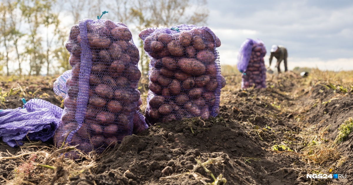 Тимофей ағайдың тіршілігі