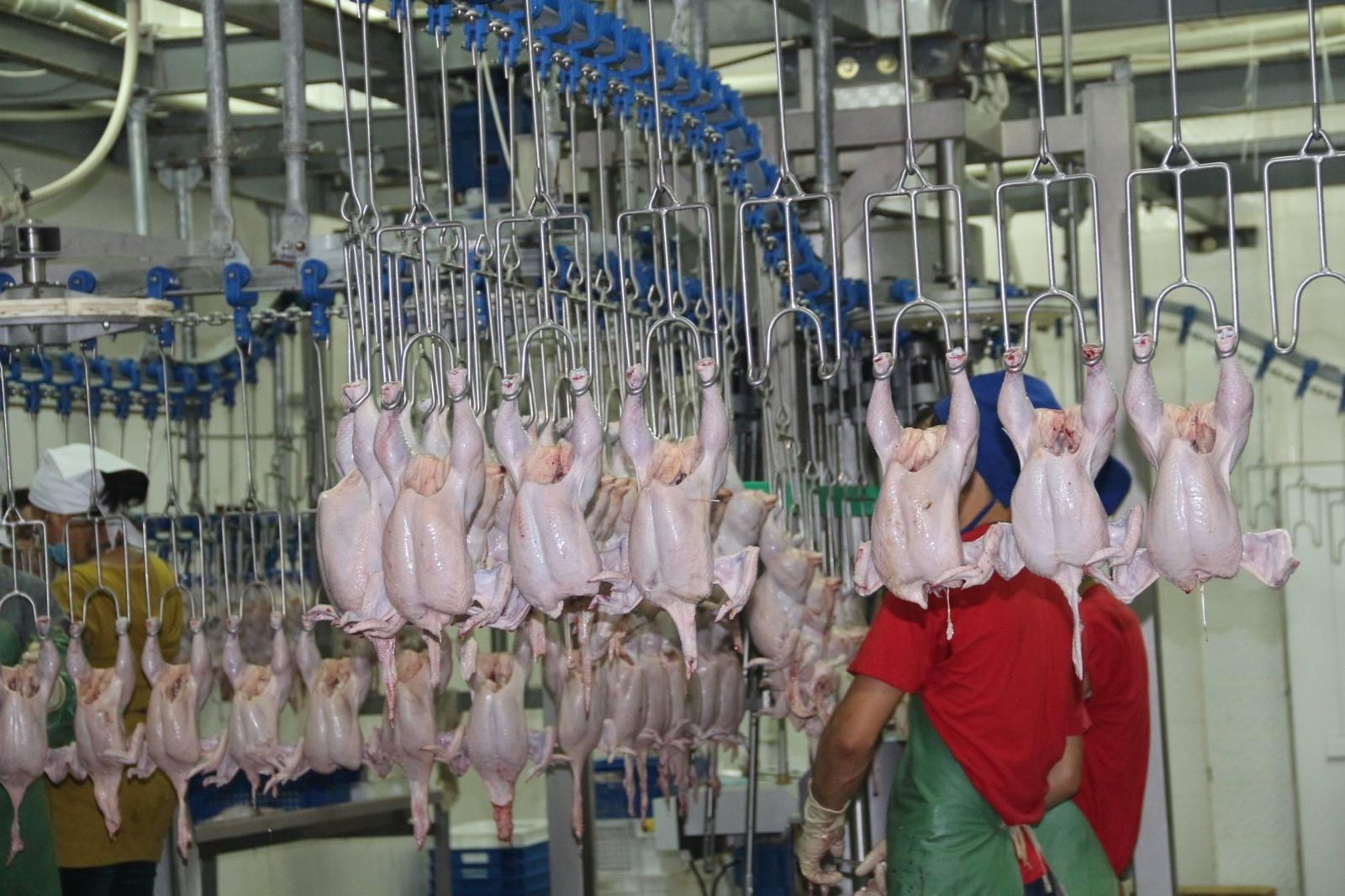 Қанаты қатайған құс фабрикасы