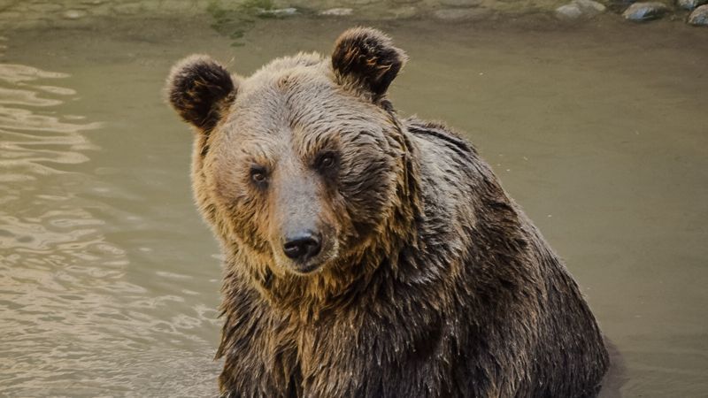 Тянь-Шань қоңыр аюы Текелі маңында жасырын камераға түсіп қалды