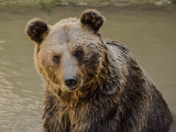 Тянь-Шань қоңыр аюы Текелі маңында жасырын камераға түсіп қалды
