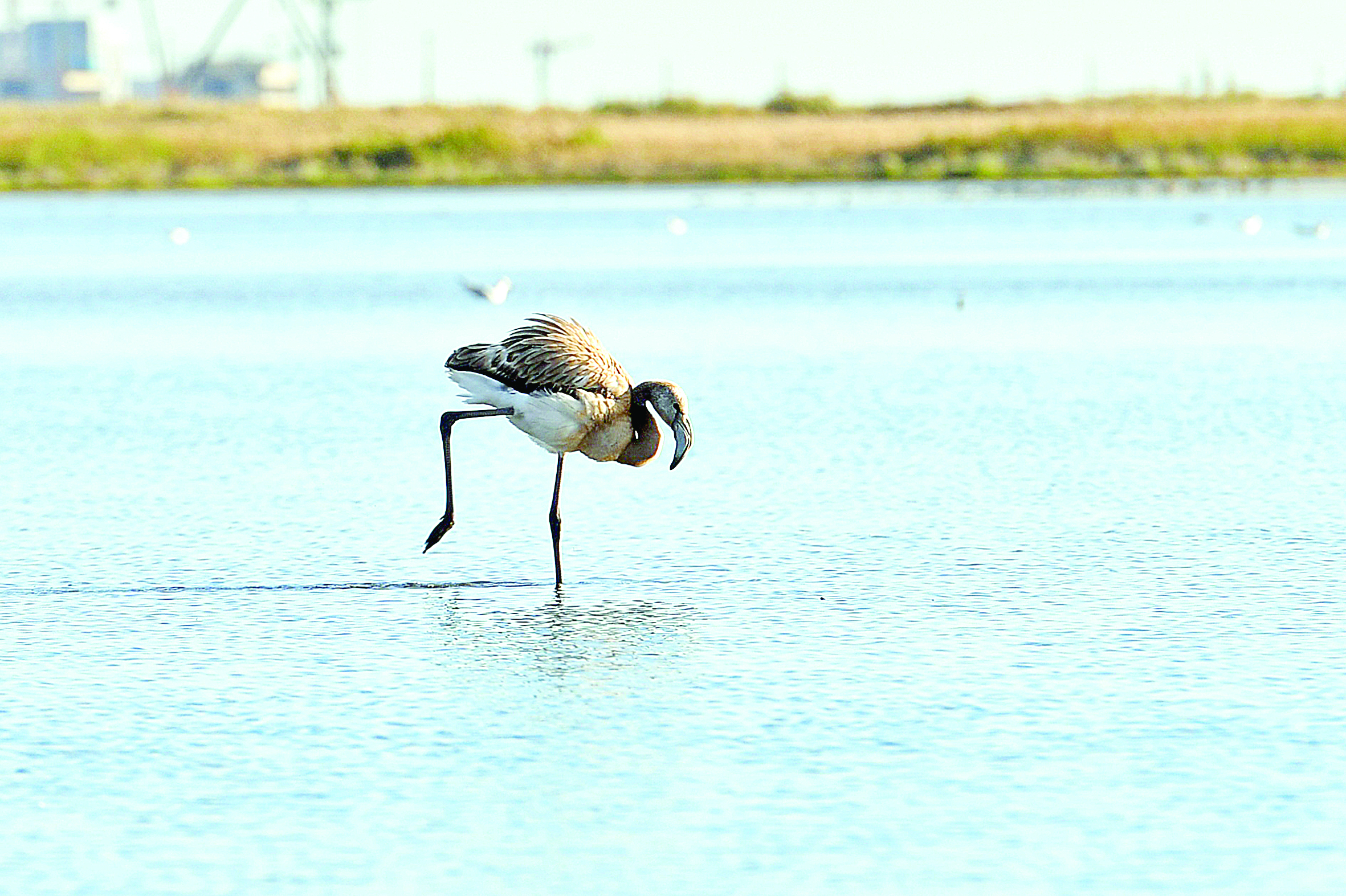 Құмнан табылған қоқиқаз өлексесі