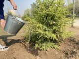 Астанада сенбілік кезінде 8 мыңға жуық ағаш отырғызылды