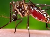 Таиландқа қыдырып барған павлодарлық денге безгегін жұқтырып алған