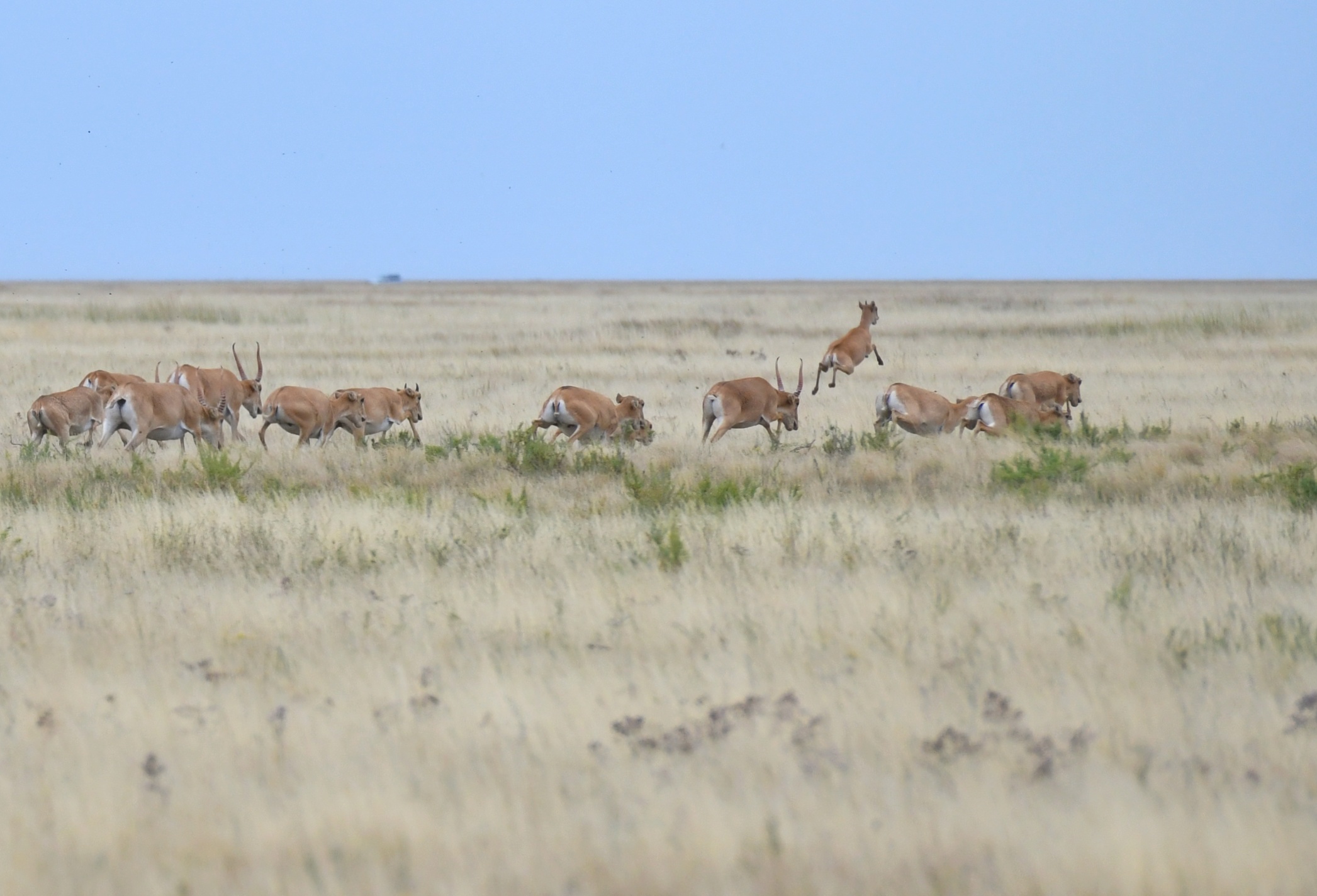 Киік егінді жайпап жатыр