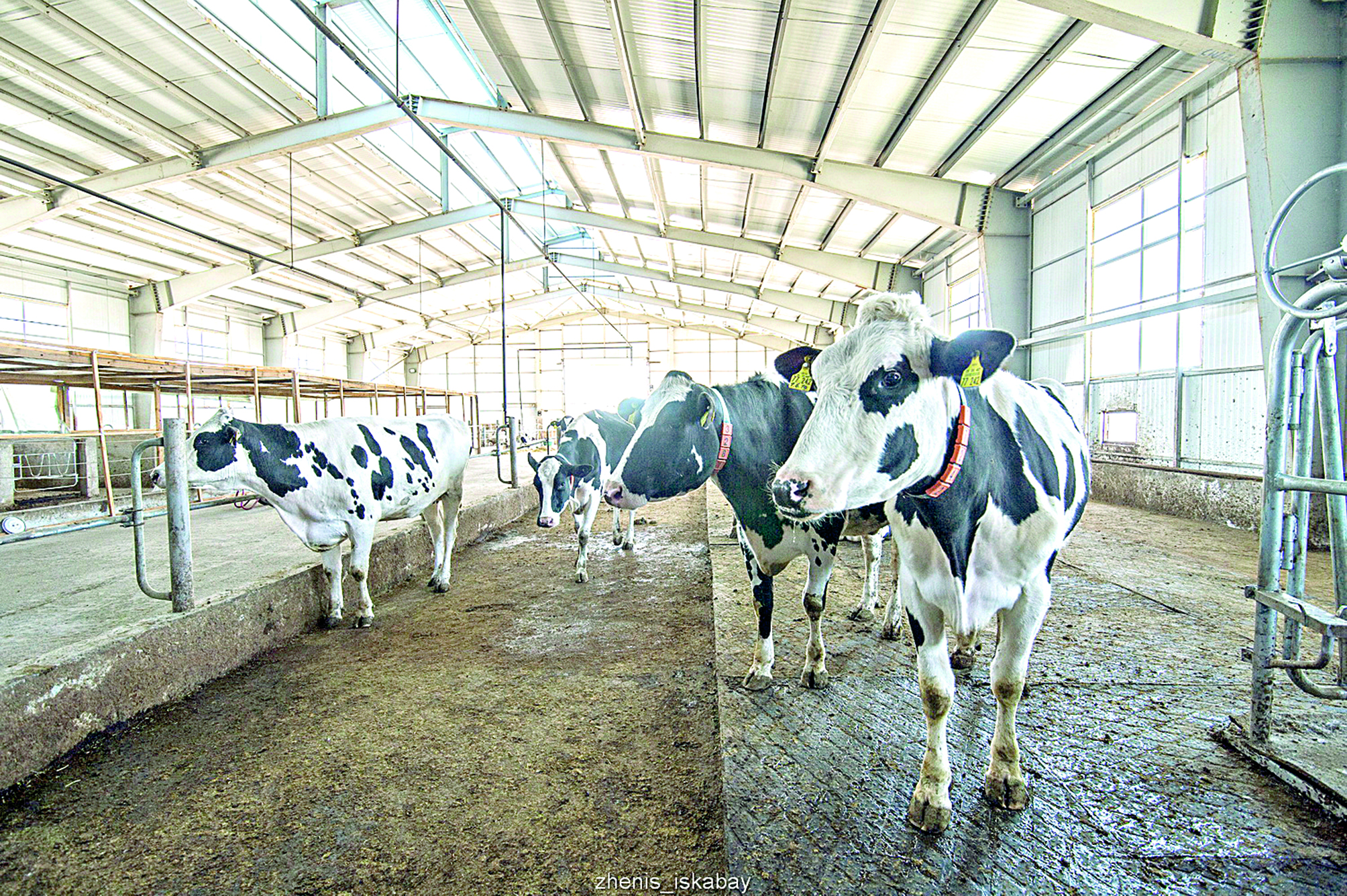 Сүт өнімі сұранысқа ие