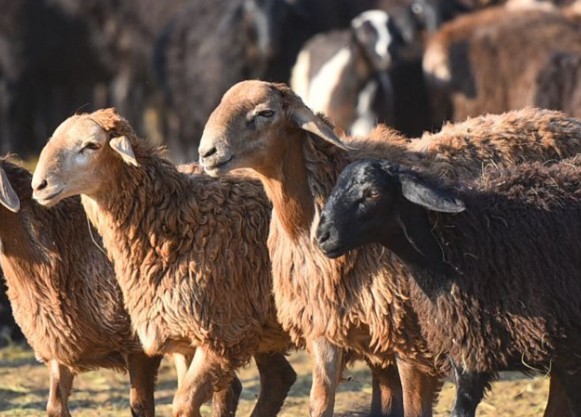 Құрбан шалудың жөні