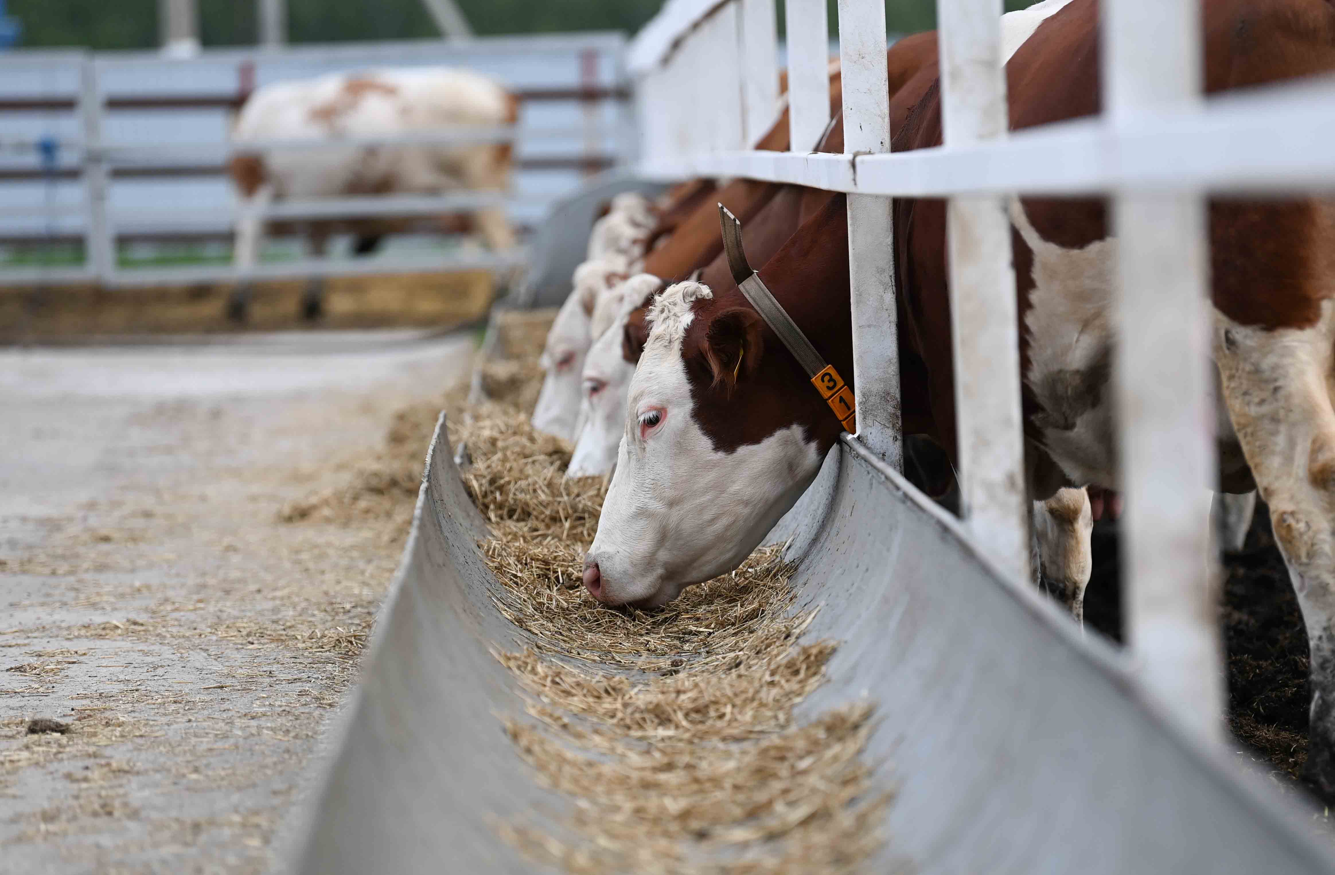 Асыл түлік неден қырылды?