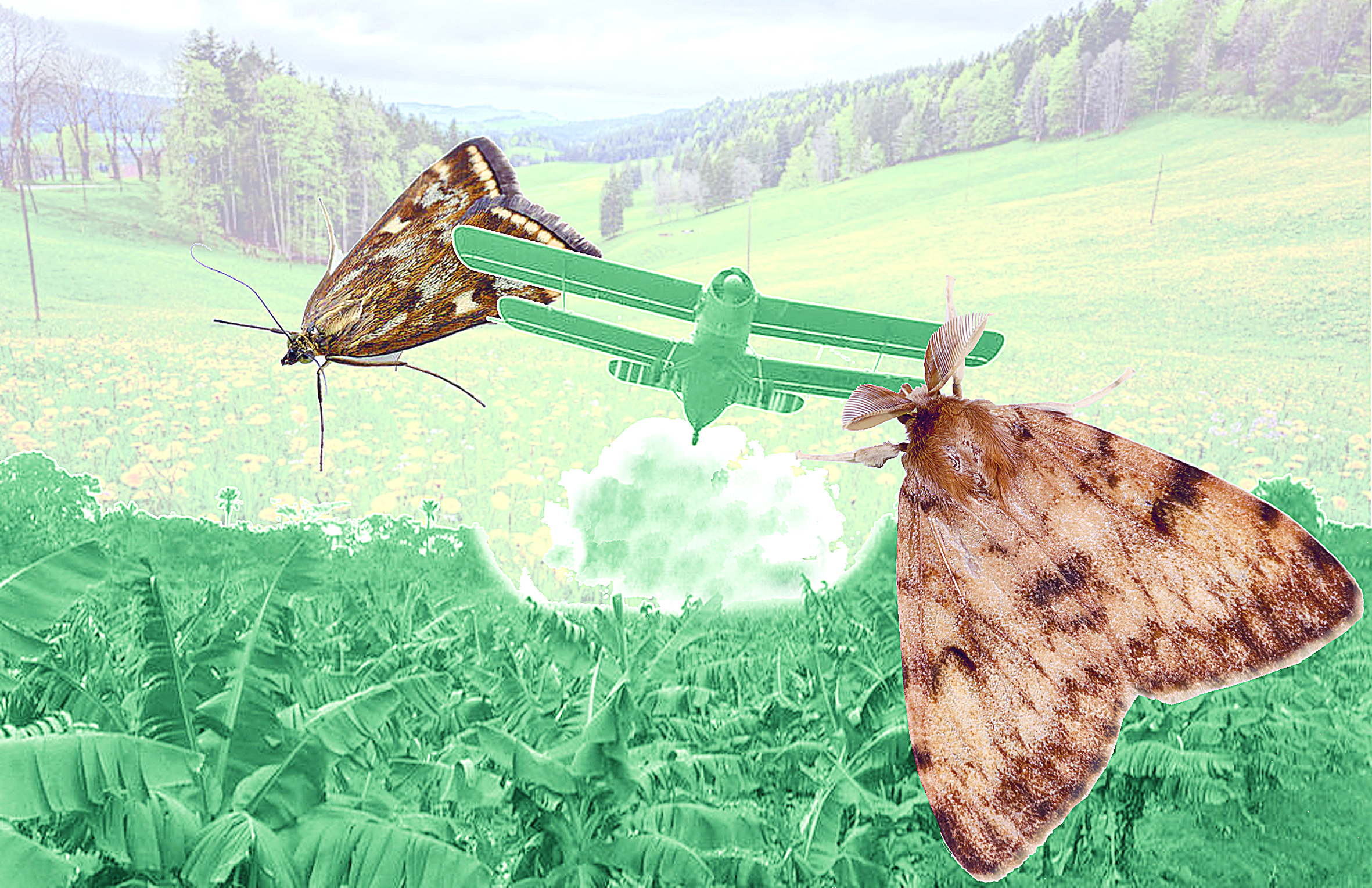 Орман-тоғайды жалмаған көбелектер