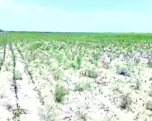 Күйген алқап, күйінген шаруа