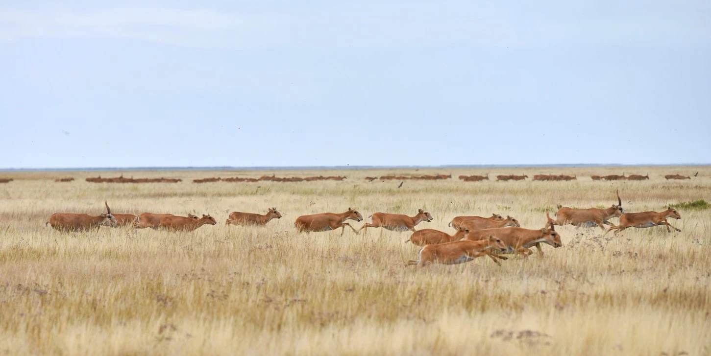 Өскен жерге сыймай кетіп барады...
